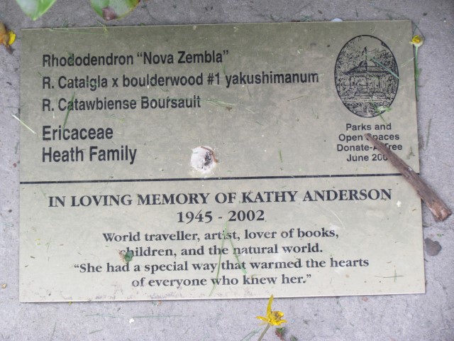 Rhododendron catalga x boulderwood LegacyHalifaxRhododendronNovaZembia.JPG