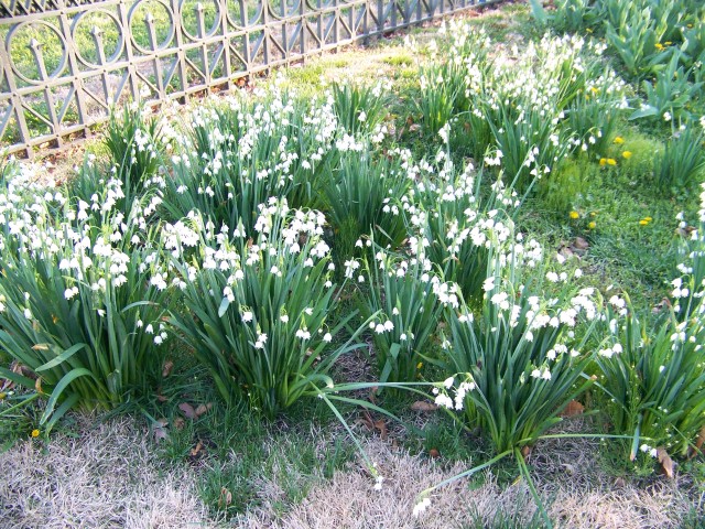 Picture of Leucojum aestivum  Giant Snowflake