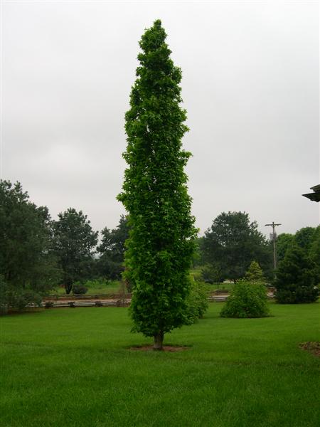 Picture of Liquidambar styraciflua 'Slender Silhouette' Slender Silhouette Sweetgum