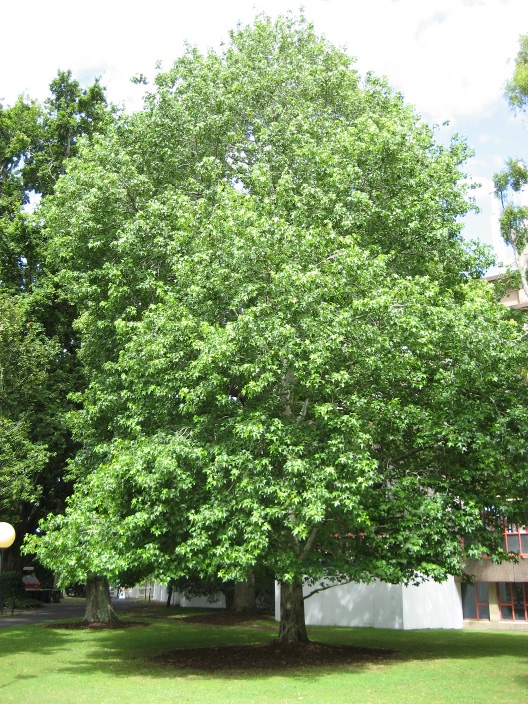 Liquidambar styraciflua Liquidamber_sryraciflua_full_University_of_Auckland_2.jpg