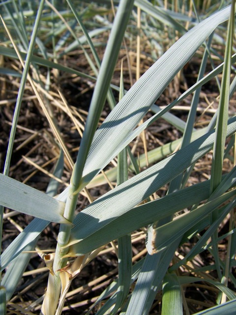 Picture of Elymus arenarius 'Blue Dune' Blue Lyme Grass