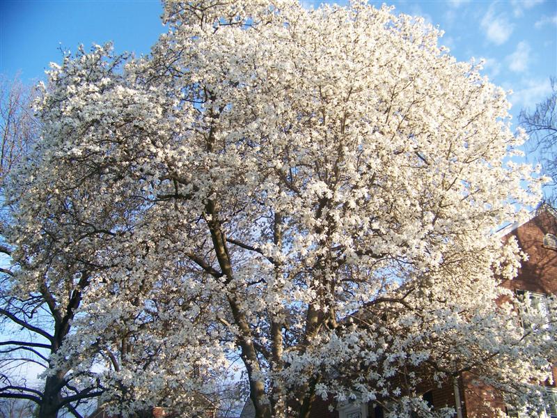 Picture of Magnolia x loebneri 'Merrill' Merrill Magnolia