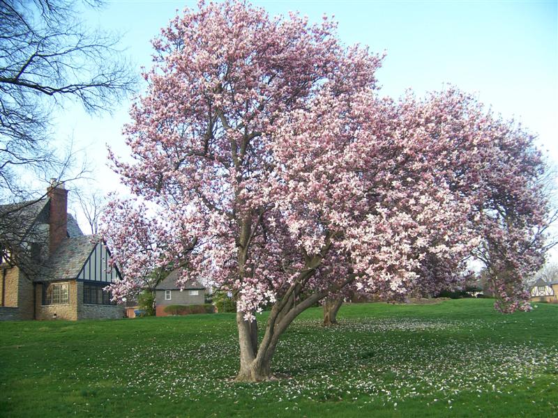 Picture of Magnolia x soulangeana  Saucer Magnolia