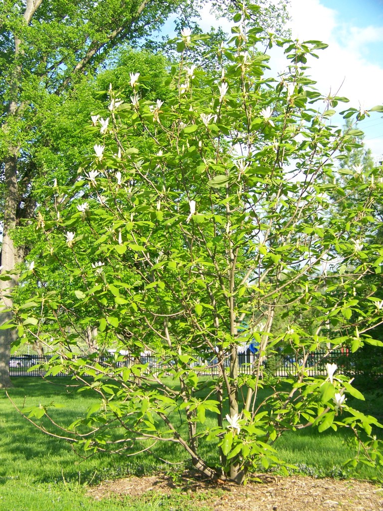 Picture of Magnolia tripetala  Umbrella Magnolia