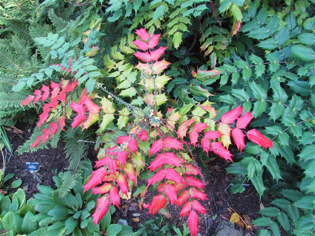 Mahonia japonica MahoniaJaponicaFullKEw.JPG