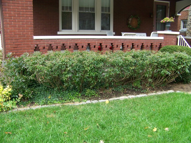 Picture of Mahonia aquifolium 'Compactum' Dwarf Oregon Grapeholly