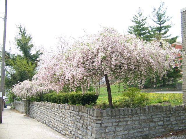 Malus sp. MalusLouisa.JPG
