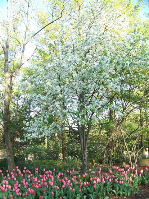 Malus sp. MalusSpringSnow.JPG