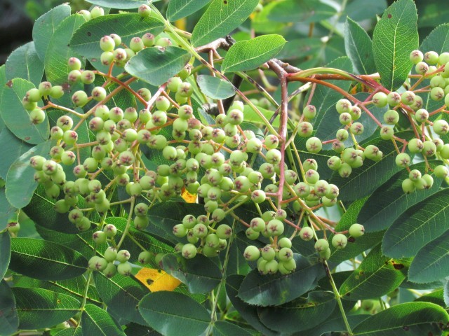 Sorbus cashmiriana ManSorbusCashmiriniaFruit.JPG