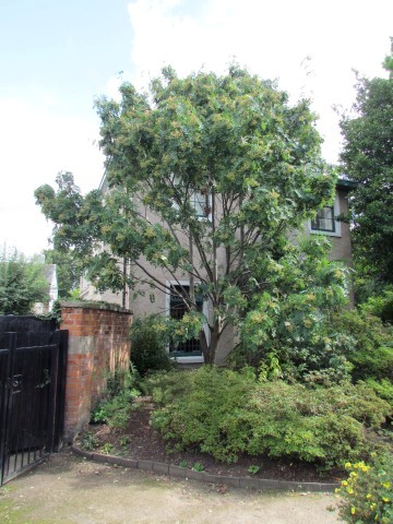 Sorbus cashmiriana ManSorbusCashmiriniaFull2.JPG