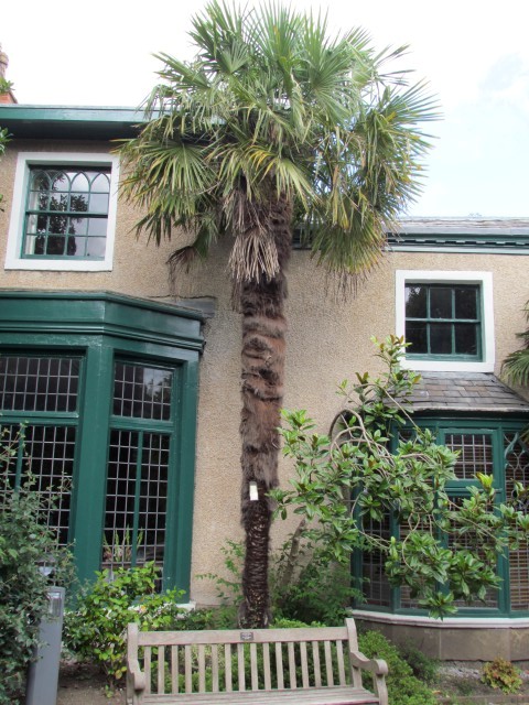 Trachycarpus fortunei ManTrachycarpusFortunei.JPG