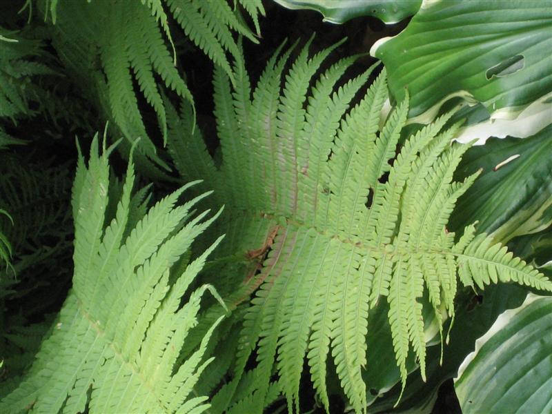 Matteuccia struthiopteris Matteuccia_struthiopteris_leaf_top.JPG