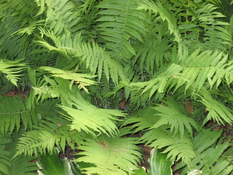 Matteuccia struthiopteris Mattheuccia_struthiopteris_leaf.JPG