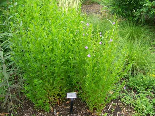 Picture of Mimulus ringens  Allegheny Monkeyflower