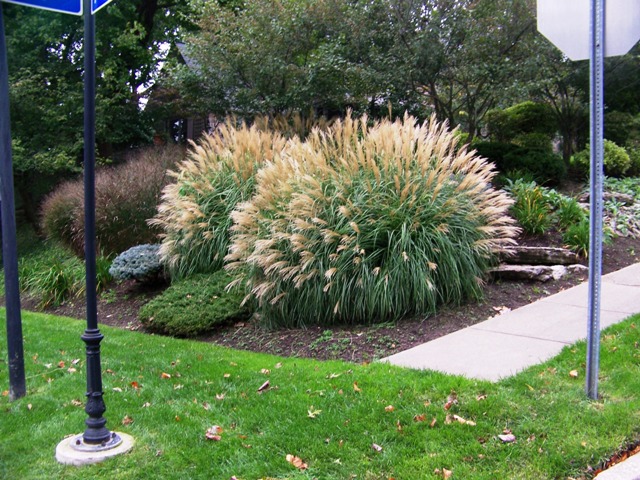 Picture of Miscanthus sinensis 'Adagio' Adagio Maiden Grass