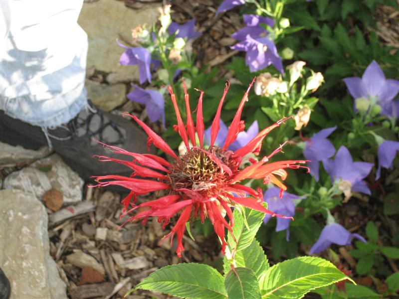 Monarda didyma Monarda_didyma_flower.JPG