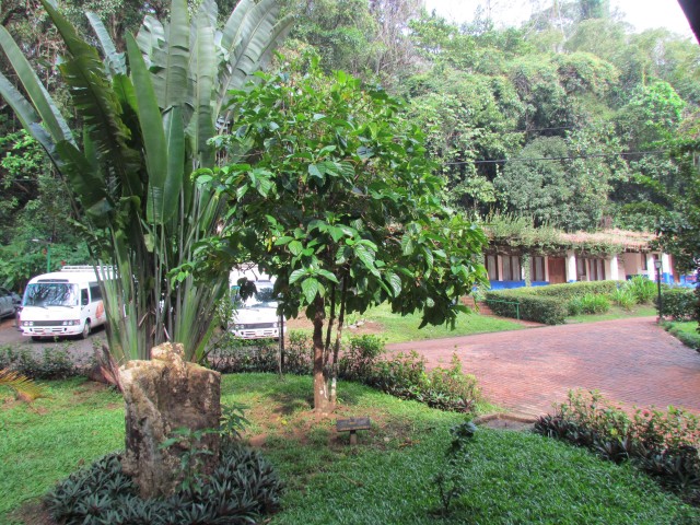 Morinda citrifolia MorindaCitrifoliaFull4CostaRica.JPG