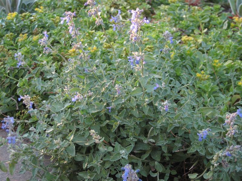 Nepeta x faassenii Nepeta_fassenii_close.JPG