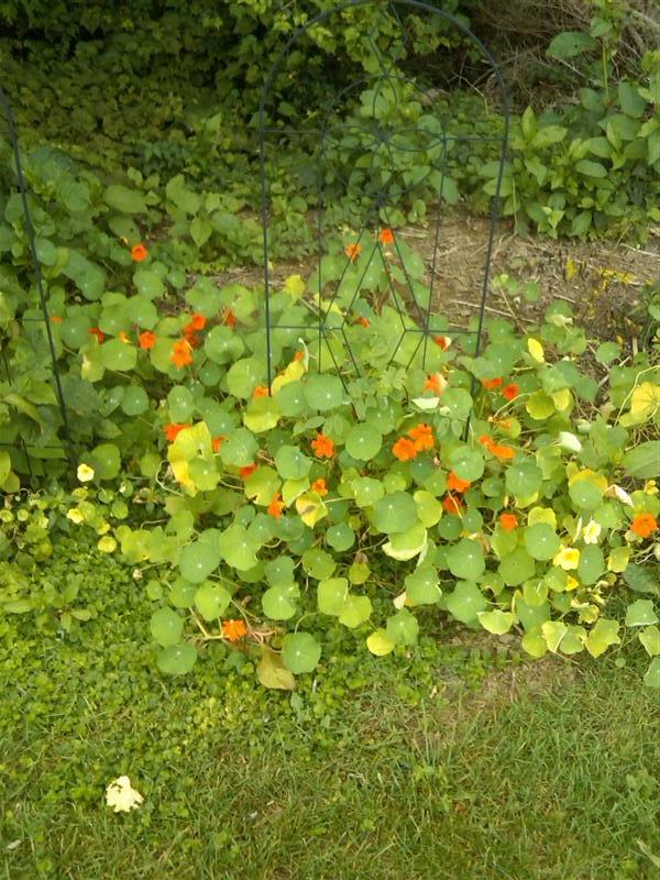 Picture of Tropaeolum spp  Nasturtium