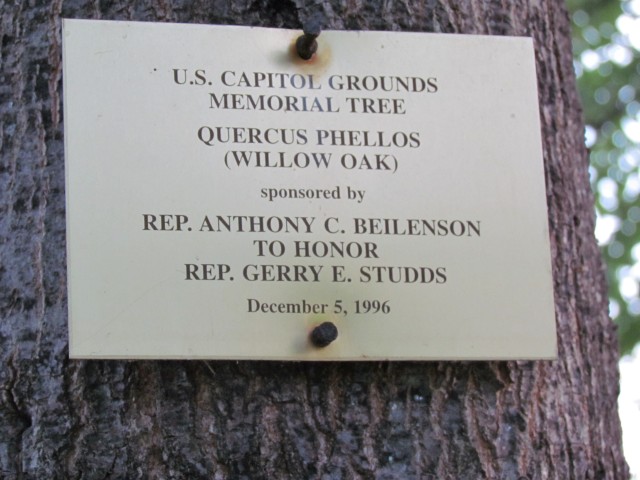 Quercus phellos PLantLegacyQuercusPhellosGerryStuddsSign.JPG