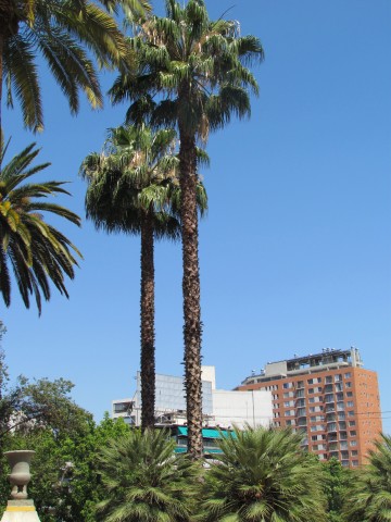 Washingtonia filifera PalmeraAbanicodeCaliforniaSantiago2.JPG