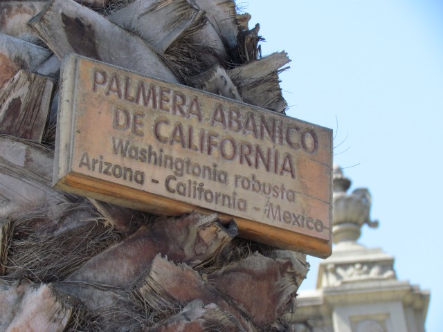Washingtonia filifera PalmeraAbanicodeCaliforniaSantiagoSign.JPG