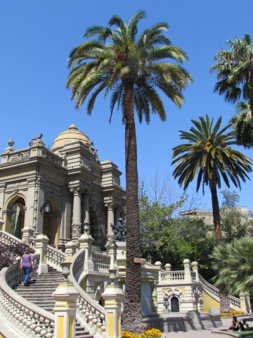 Phoenix canariensis PalmeraAbanicodeCanariaSantiagoFull1.JPG