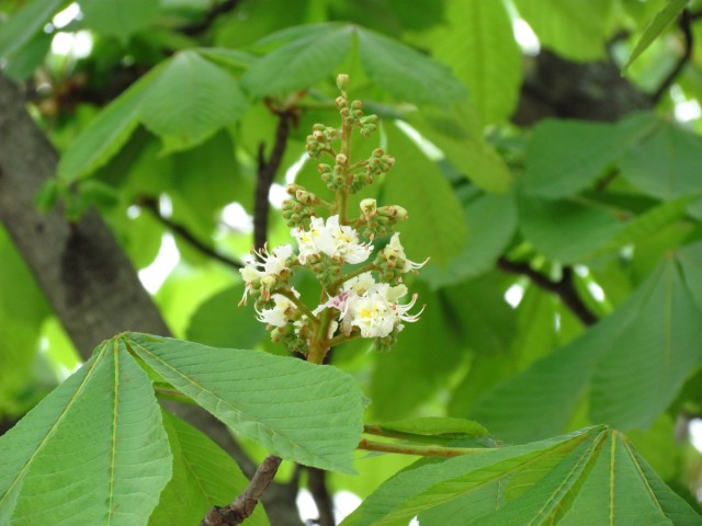 Aesculus hippocastanum ParisAesculusHippocastanumDetail_2_3.JPG