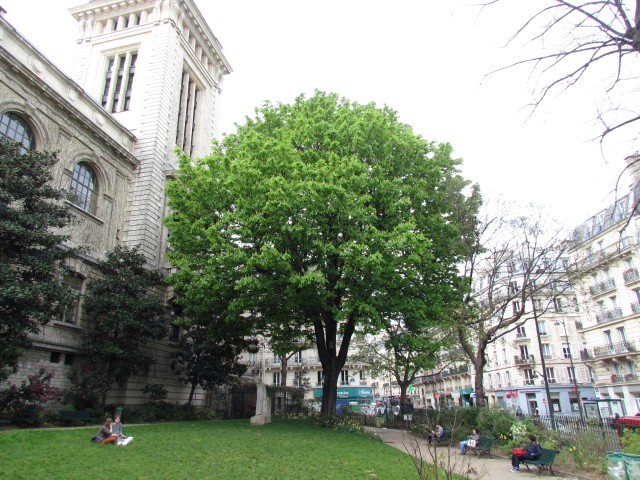 Aesculus hippocastanum ParisAesculusHippoconastum_1_2.JPG