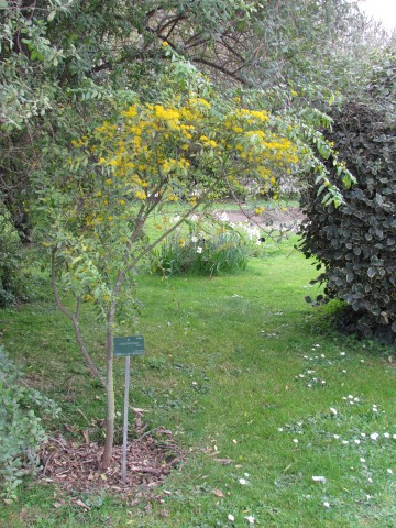 Azara lanceolata ParisAzaraLanceolata.JPG