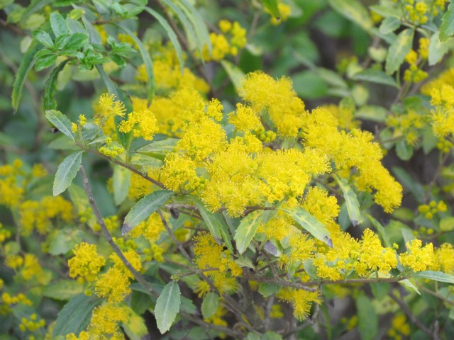 Azara lanceolata ParisAzaraLanceolataFlower1.JPG