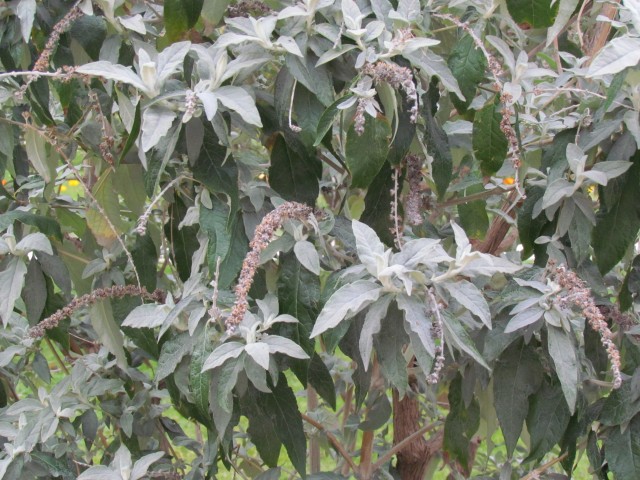 Buddleia fallowiana ParisBuddlejaFallowianaLeafAndFlower.JPG