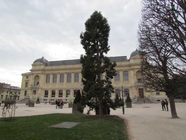 Calocedrus decurrens ParisCalocedrusDecurens1.JPG