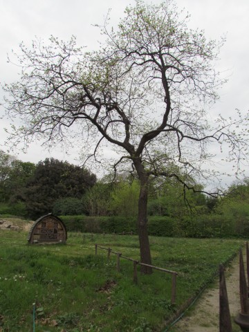 Diospyros kaki ParisDyospirusKaki.JPG