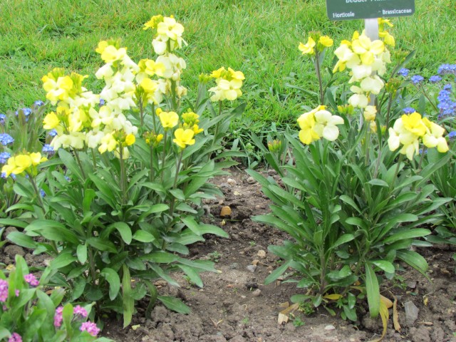 Erysimum cheiri ParisErysiumCheiriPlant.JPG