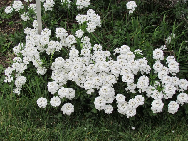 Iberis sempervirens ParisIberisSempervirensSnowflakeFlower.JPG