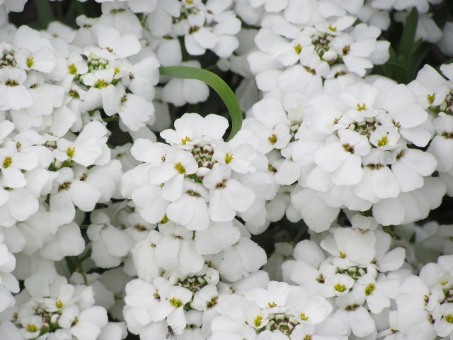 Iberis sempervirens ParisIberisSempervirensSnowflakeFlowerDetail.JPG