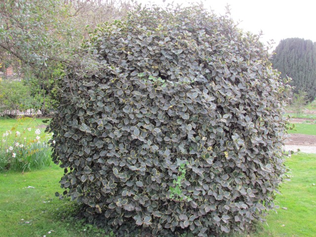 Ilex aquifolium ParisIlexAquifoliumAurea2.JPG