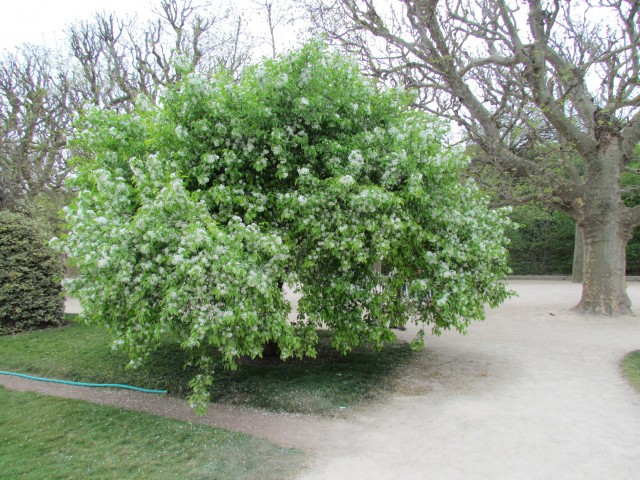 Malus baccata ParisMalusBaccataInBloom2.JPG