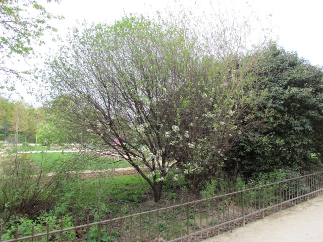 Prunus fruiticosa ParisPrunusFruiticosa.JPG