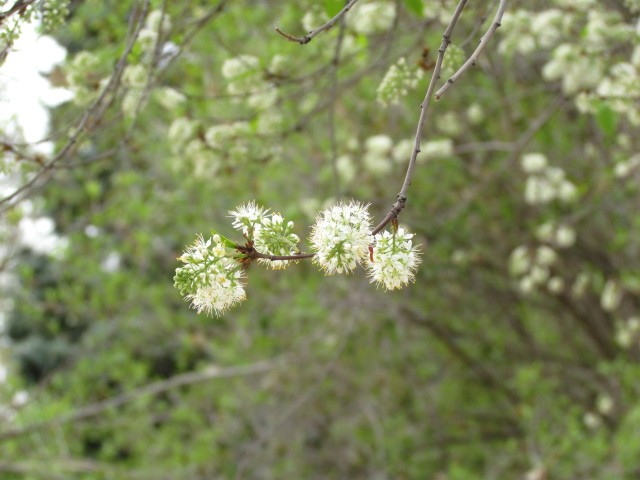Prunus maackii ParisPrunusMaackiiDetail2.JPG