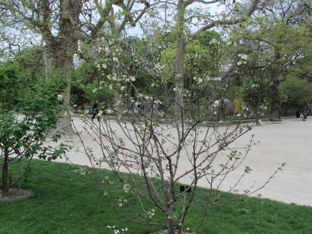 Syringa pinnatifolia ParisSyringaPinnatifoliaEarlyBloom.JPG