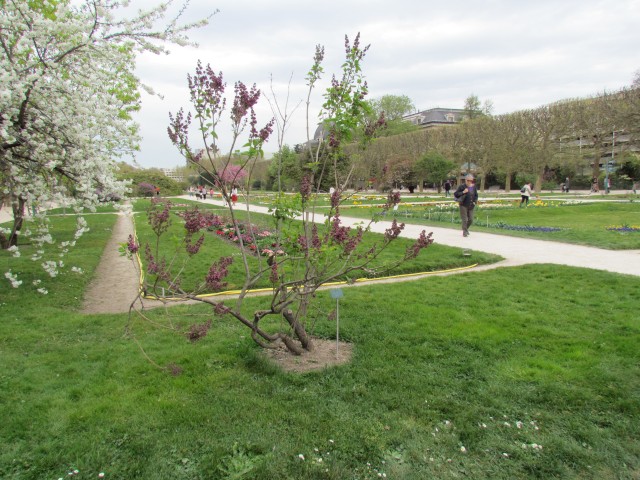 Syringa vulgaris ParisSyringaVulgarisPlant.JPG
