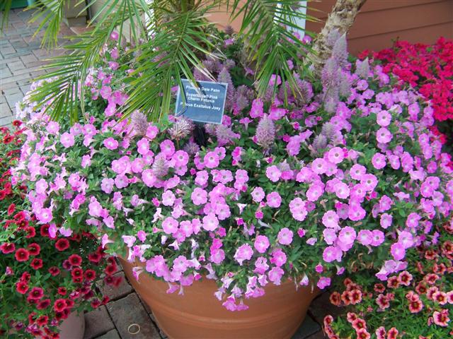 Picture of Petunia  Supertunia� Pink Charm Petunia Supertunia� Pink Charm