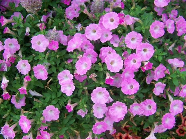 Picture of Petunia  Supertunia� Pink Charm Petunia Supertunia� Pink Charm
