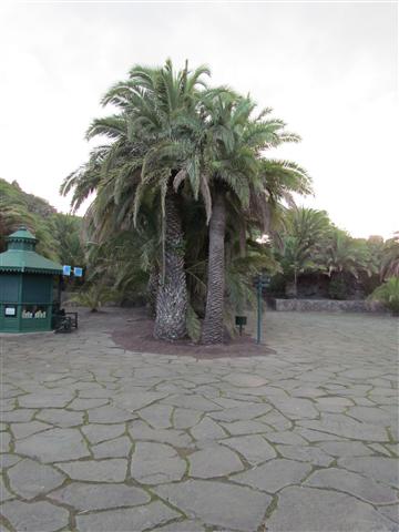 Phoenix canariensis PhoenixCanariensisFull.JPG