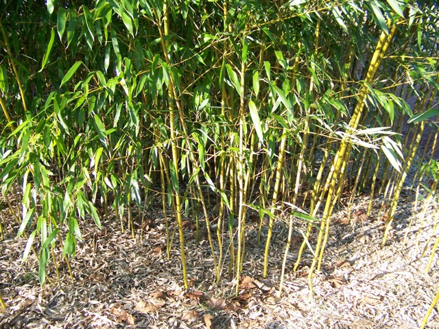 Phyllostachys aureosulcata Phyllostachysaureosulcatastems.JPG
