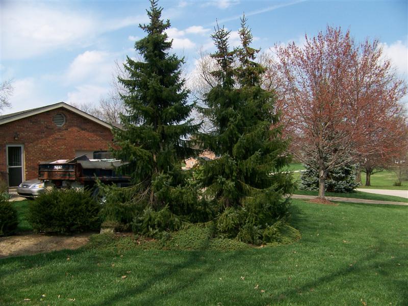 Picture of Picea omorika  Serbian Spruce