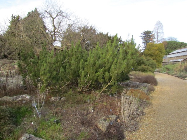 Pinus mugo PinusMugoMountainPineFull1.JPG