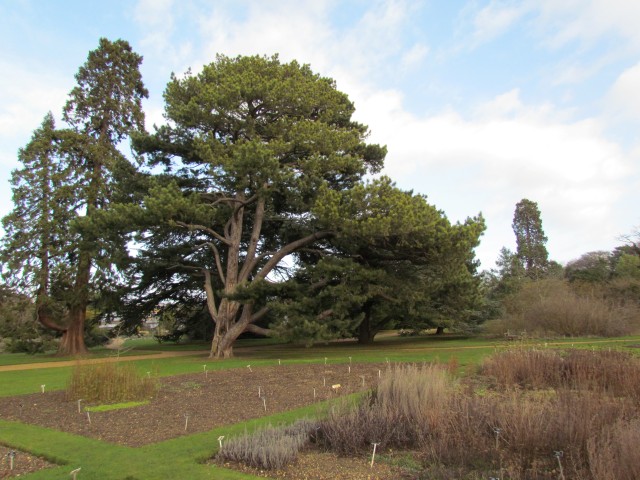 Pinus nigra PinusNigraSspPallasianaCrimeanPineFull2.JPG